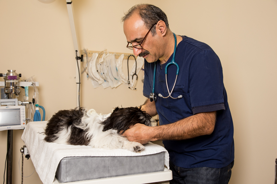 vet examines dog professional photographer Toronto