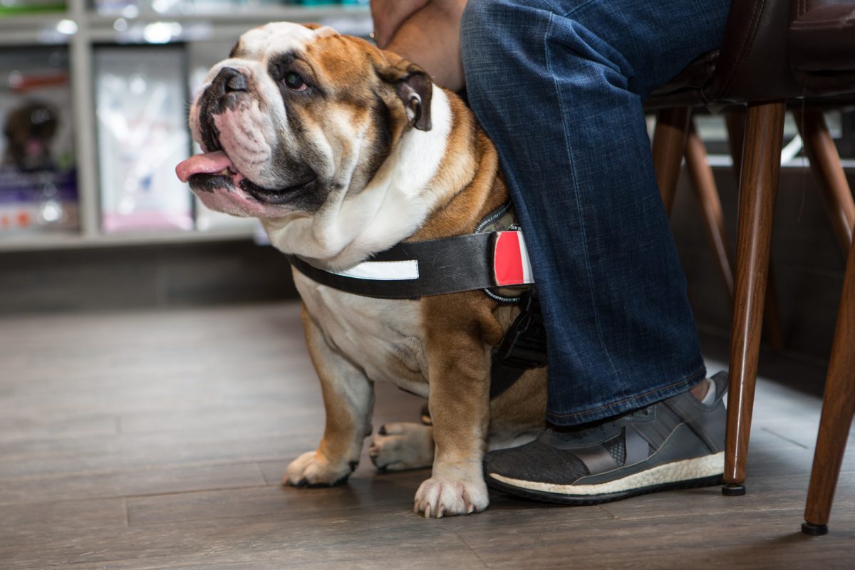 bulldog visits the vet for professional branding Toronto 0O7C8769